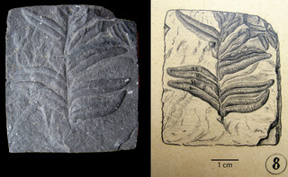 Belgien/Wallonie/Lüttich (Liège; Luik), Provinz/Lüttich (Liège; Luik), Bezirk/La Haye