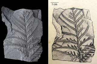 Belgien/Wallonie/Lüttich (Liège; Luik), Provinz/Lüttich (Liège; Luik), Bezirk/La Haye